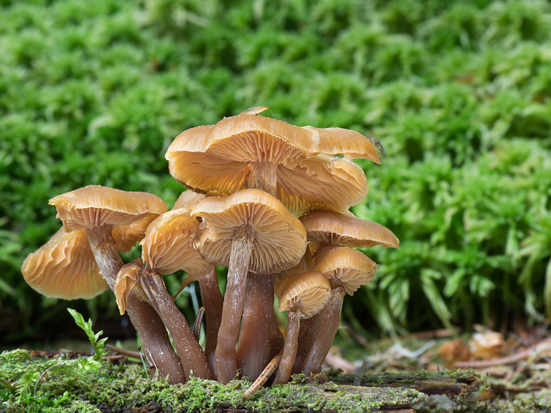 Kuehneromyces lignicola